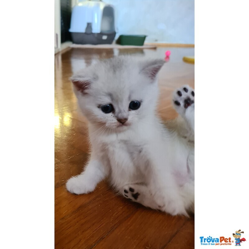 British Shorthair Cucciole Silver con Pedigree - Foto n. 1