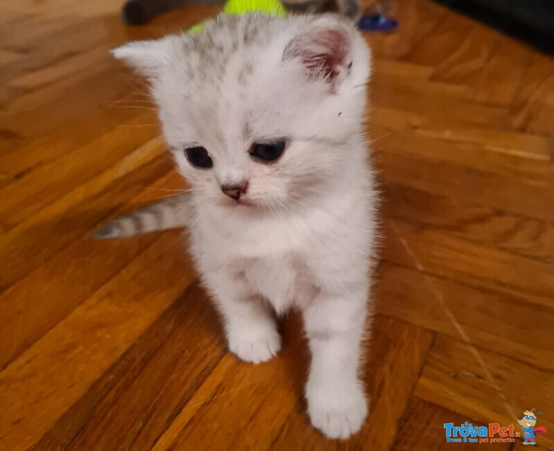 British Shorthair Cucciole Silver con Pedigree - Foto n. 3