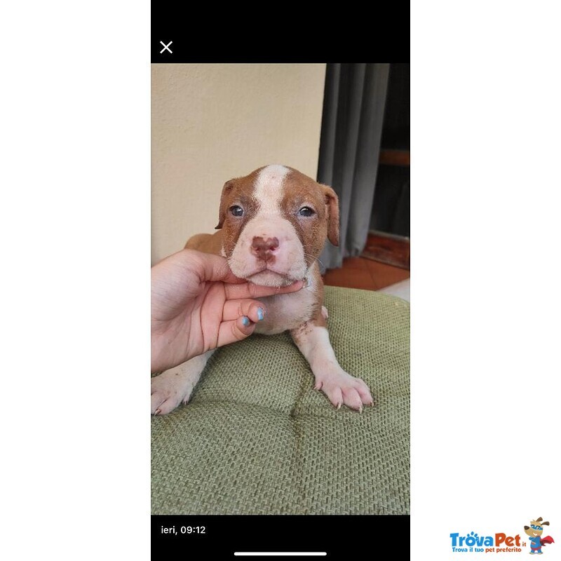 Cuccioli Padre Amstaff Madre American Bully - Foto n. 1