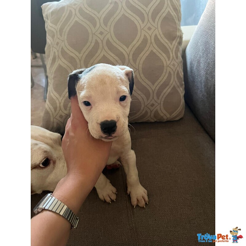 Cuccioli Padre Amstaff Madre American Bully - Foto n. 2