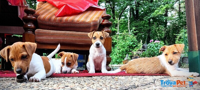 Jack Russell Cuccioli - Foto n. 1