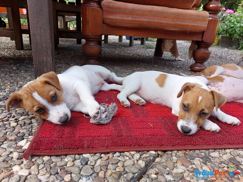 Jack Russell Cuccioli - Foto n. 2