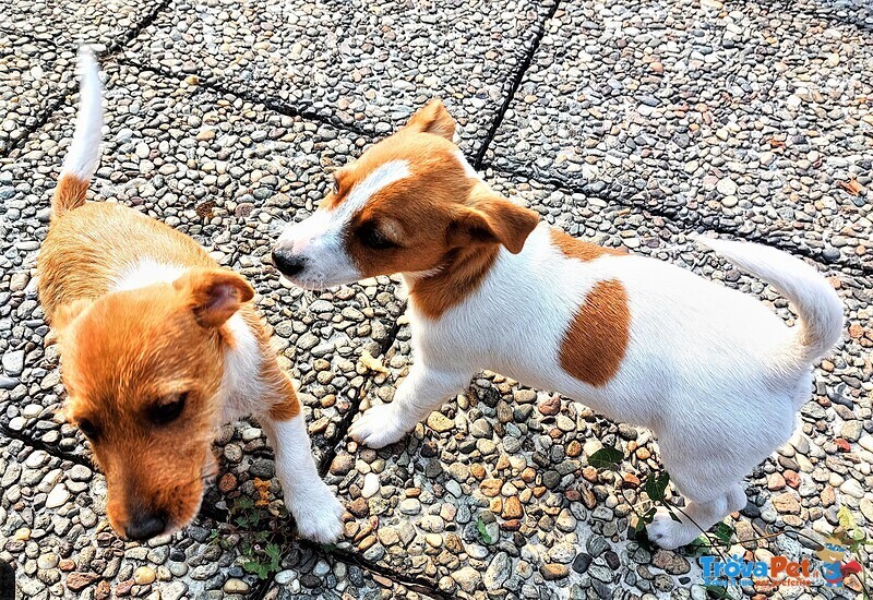 Jack Russell Cuccioli - Foto n. 4