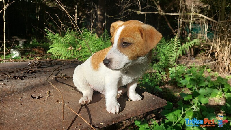 Jack Russell Cuccioli - Foto n. 7