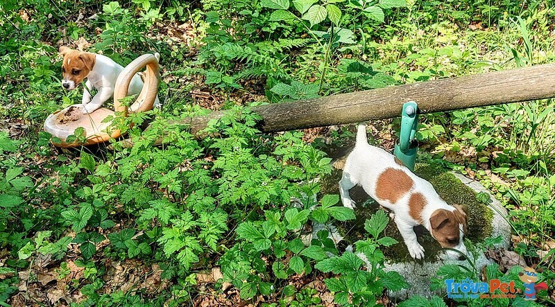 Jack Russell Cuccioli - Foto n. 8