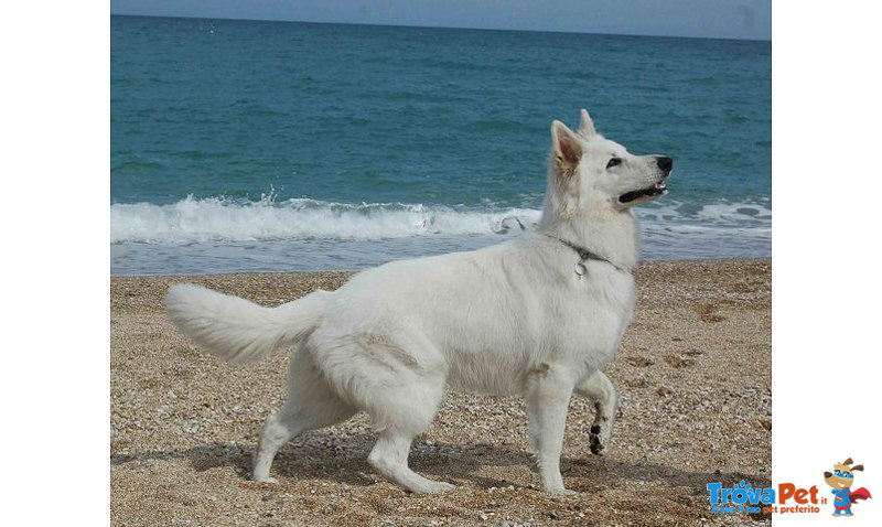 Straordinari Cuccioli di Pastore Svizzero Bianco - Foto n. 1