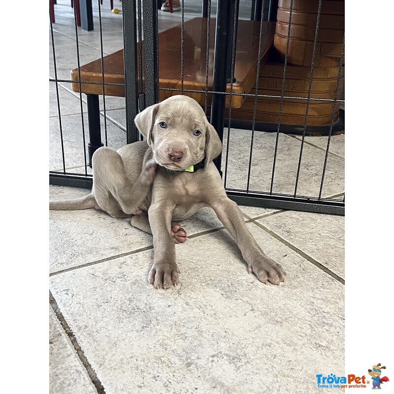 Cuccioli di Weimaraner - Foto n. 3