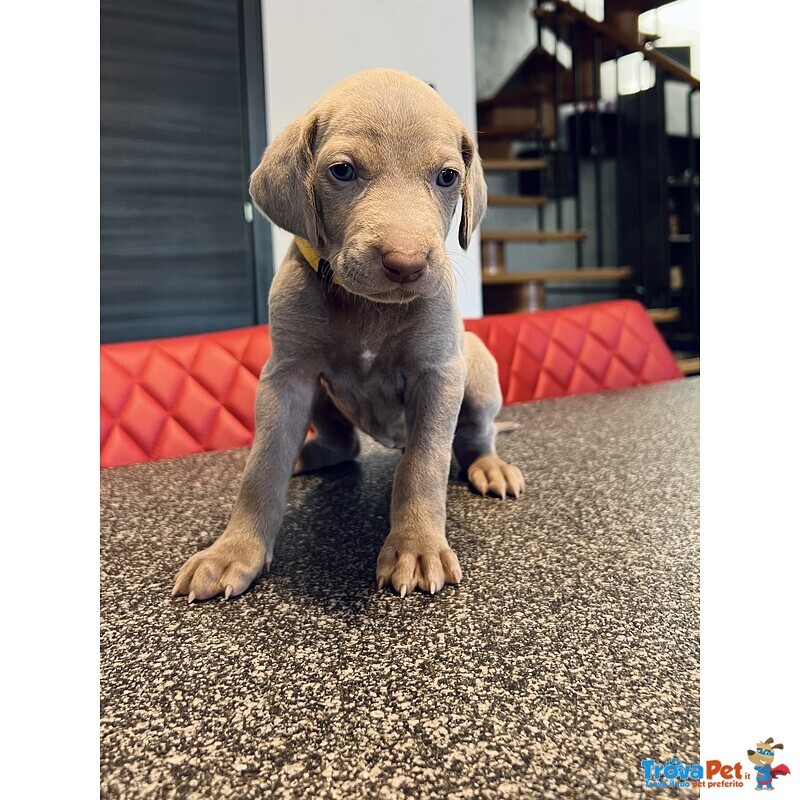 Cuccioli di Weimaraner - Foto n. 5