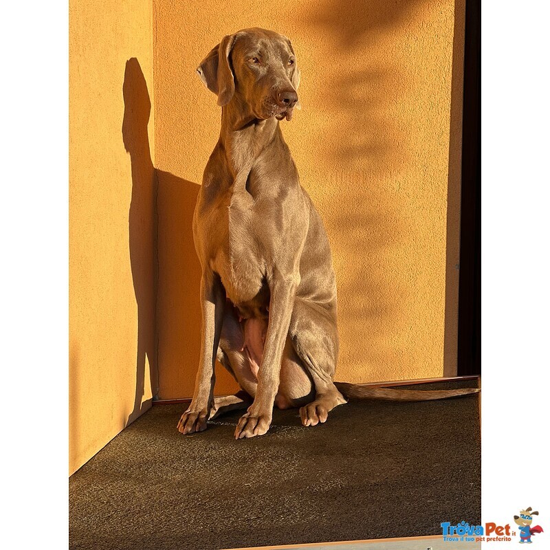 Cuccioli di Weimaraner - Foto n. 8