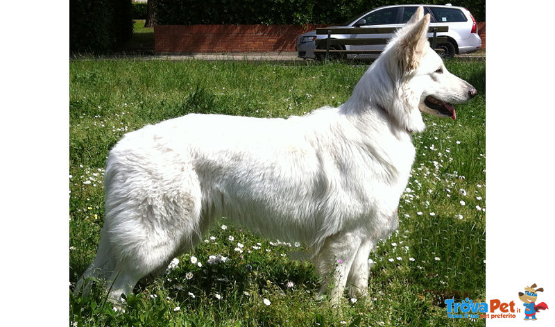 Straordinari Cuccioli di Pastore Svizzero Bianco - Foto n. 2