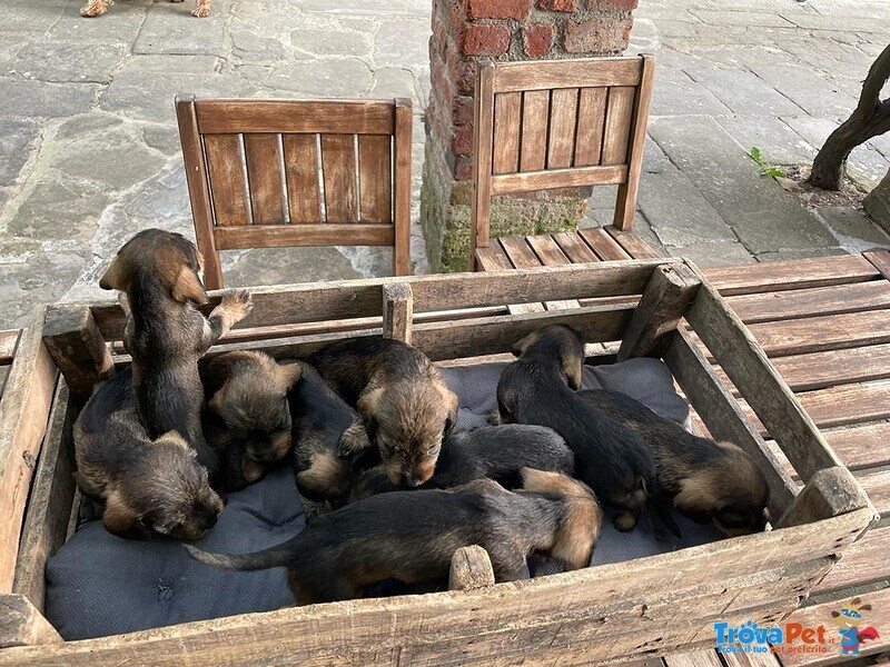 Cuccioli Bassotto pelo Duro - Foto n. 1