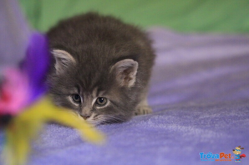 Cuccioli di Maine coon con Pedigree blu, blu con Bianco, blu Tabby - Foto n. 2