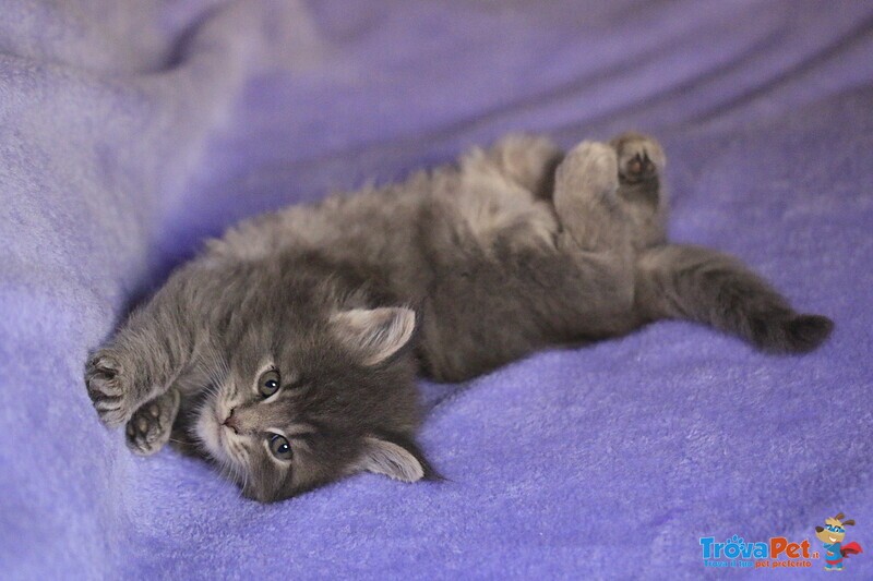 Cuccioli di Maine coon con Pedigree blu, blu con Bianco, blu Tabby - Foto n. 3