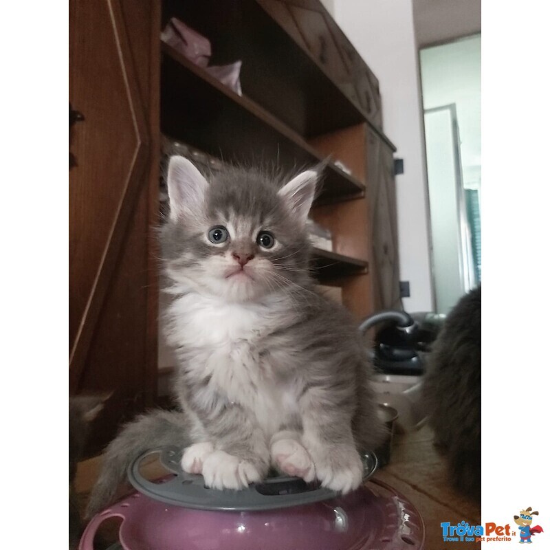 Cuccioli di Maine coon con Pedigree blu, blu con Bianco, blu Tabby - Foto n. 4