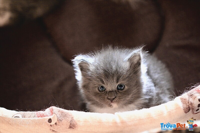 Cuccioli di Maine coon con Pedigree blu, blu con Bianco, blu Tabby - Foto n. 5