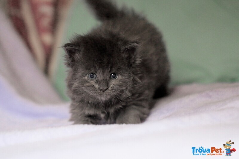 Cuccioli di Maine coon con Pedigree blu, blu con Bianco, blu Tabby - Foto n. 6