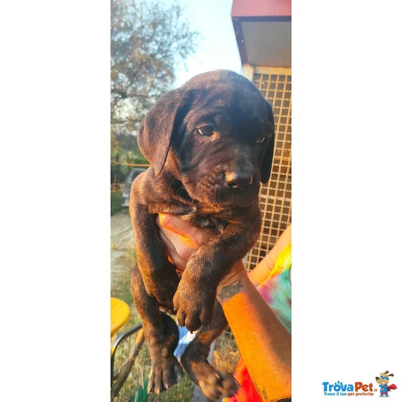 Vendesi o Regalo Cuccioli cane Corso - Foto n. 1