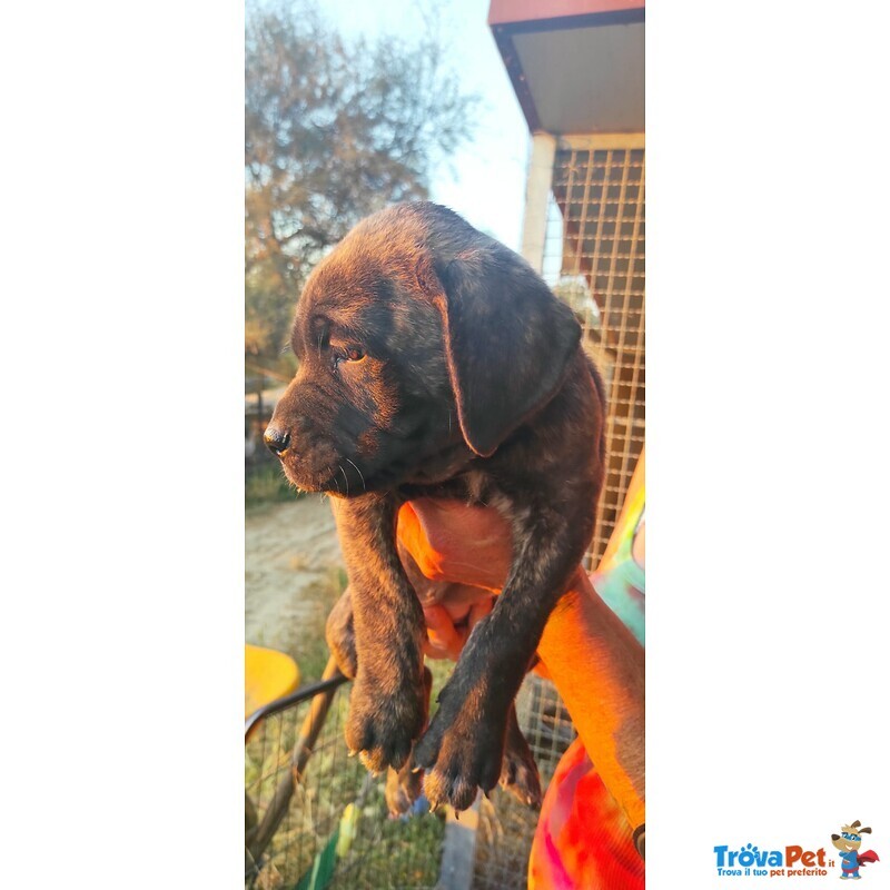 Vendesi o Regalo Cuccioli cane Corso - Foto n. 2