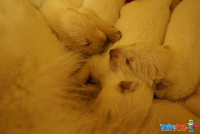 Straordinari Cuccioli di Pastore Svizzero Bianco - Foto n. 5