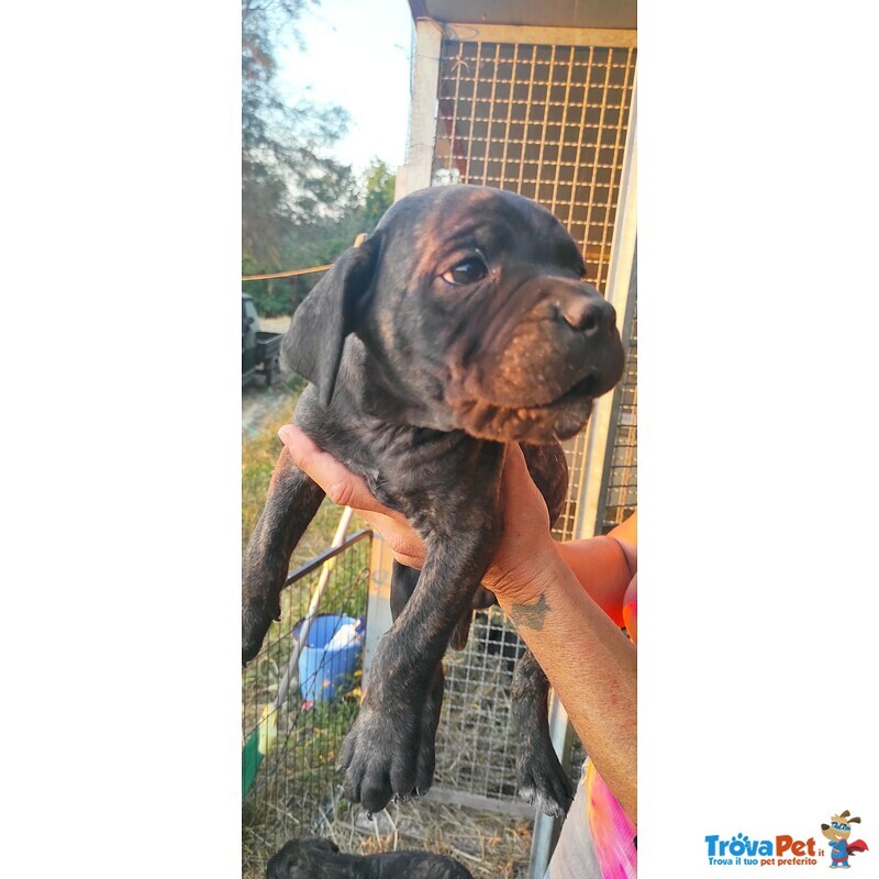 Vendesi o Regalo Cuccioli cane Corso - Foto n. 5