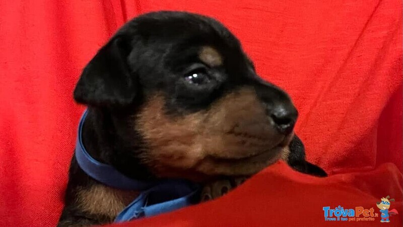 Vendo Zergpinscher nero Focato - Foto n. 1