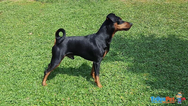 Vendo Zergpinscher nero Focato - Foto n. 7