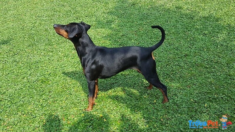 Vendo Zergpinscher nero Focato - Foto n. 8