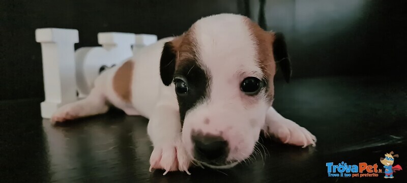 Cuccioli di jack Russel - Foto n. 1