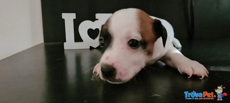 Cuccioli di jack Russel - Foto n. 3