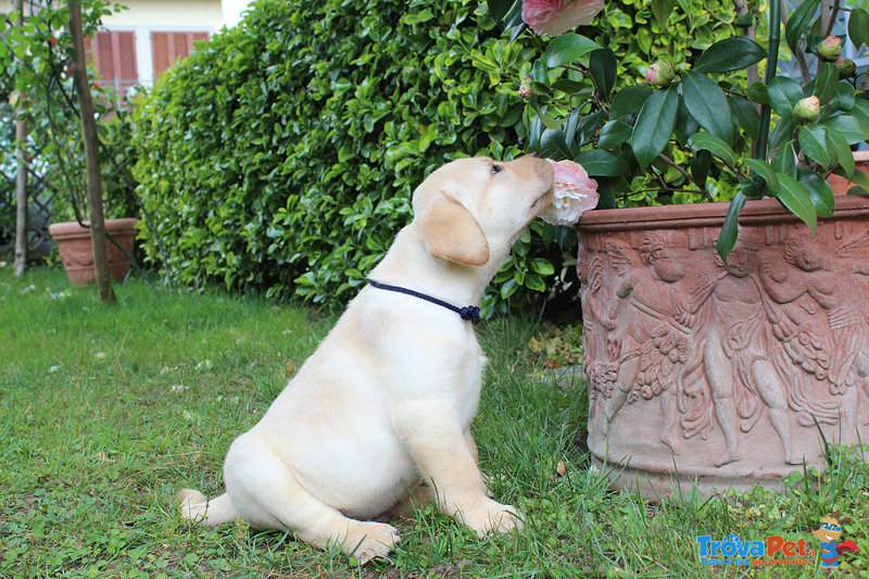 Cuccioli Labrador con Pedigree - Foto n. 4