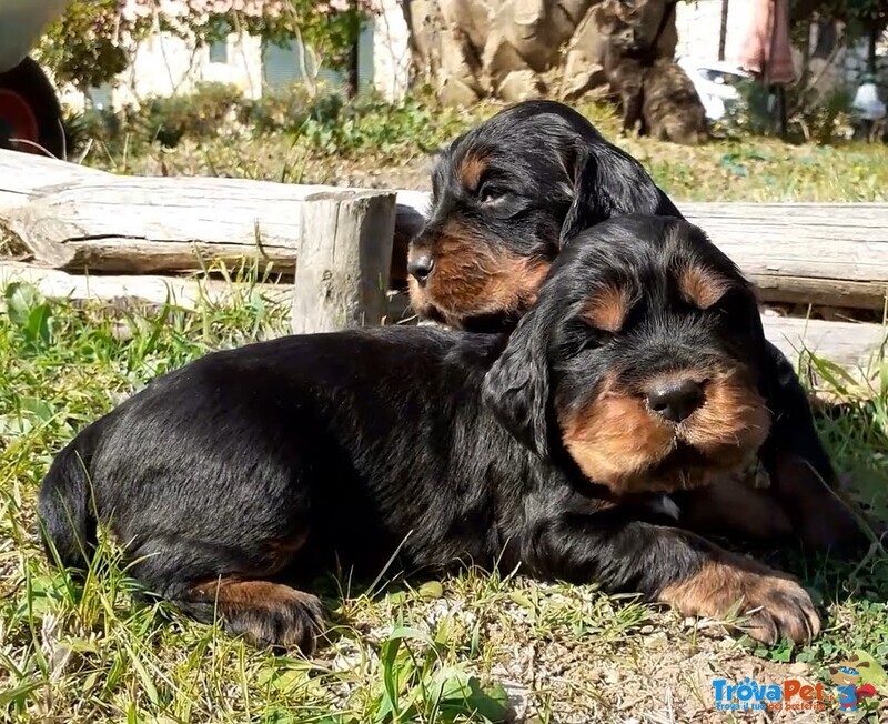 Cuccioli di Setter Gordon con Pedigree - Foto n. 1