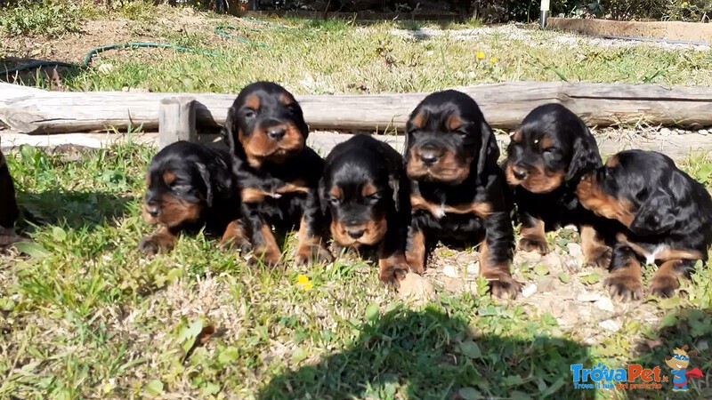 Cuccioli di Setter Gordon con Pedigree - Foto n. 2