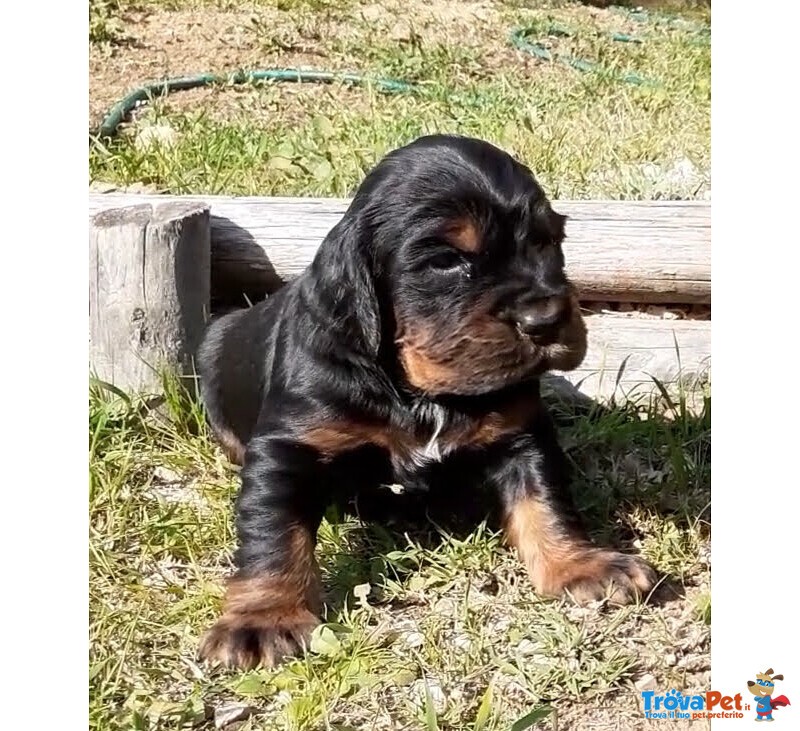 Cuccioli di Setter Gordon con Pedigree - Foto n. 3