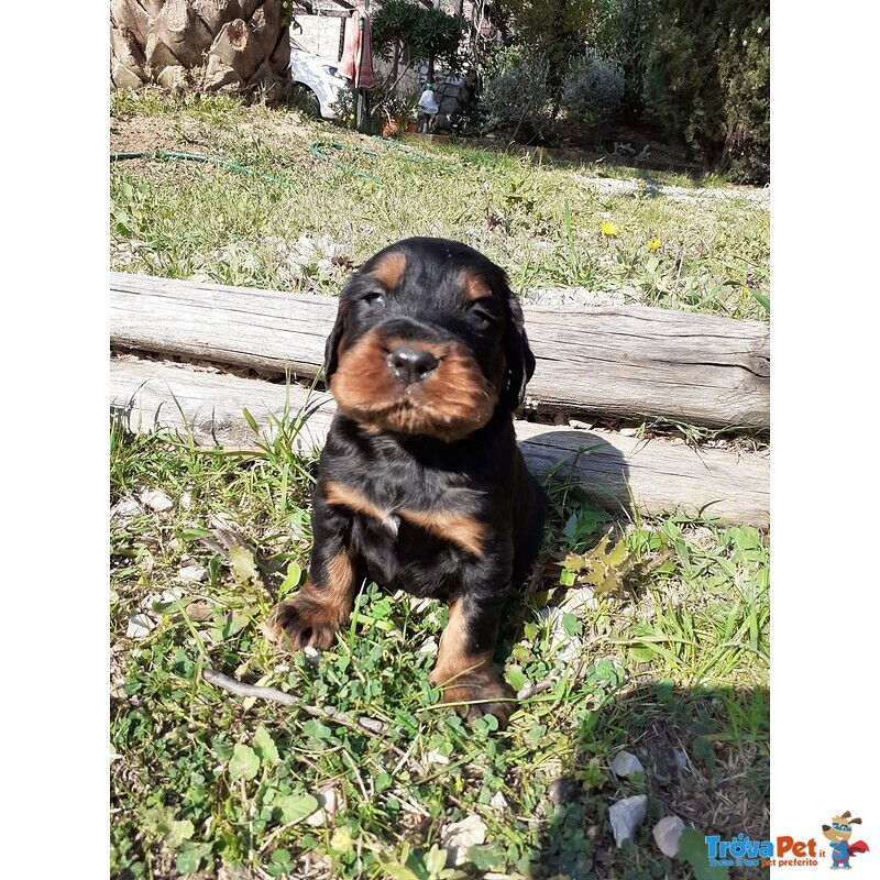 Cuccioli di Setter Gordon con Pedigree - Foto n. 6