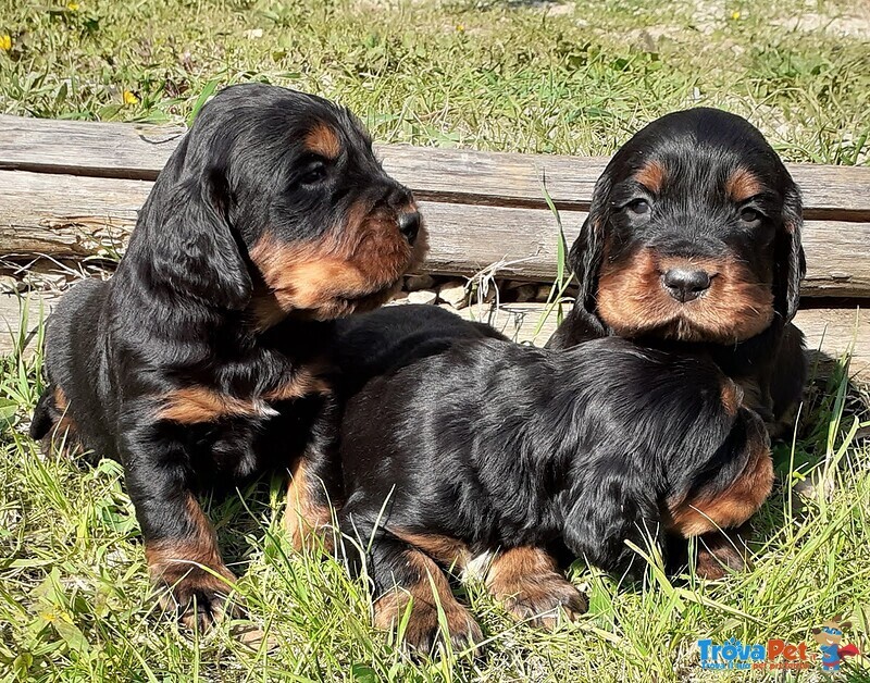 Cuccioli di Setter Gordon con Pedigree - Foto n. 8