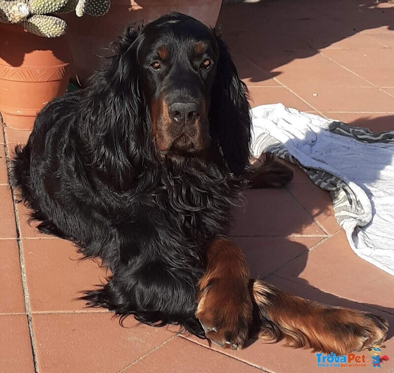 Cuccioli di Setter Gordon con Pedigree - Foto n. 9