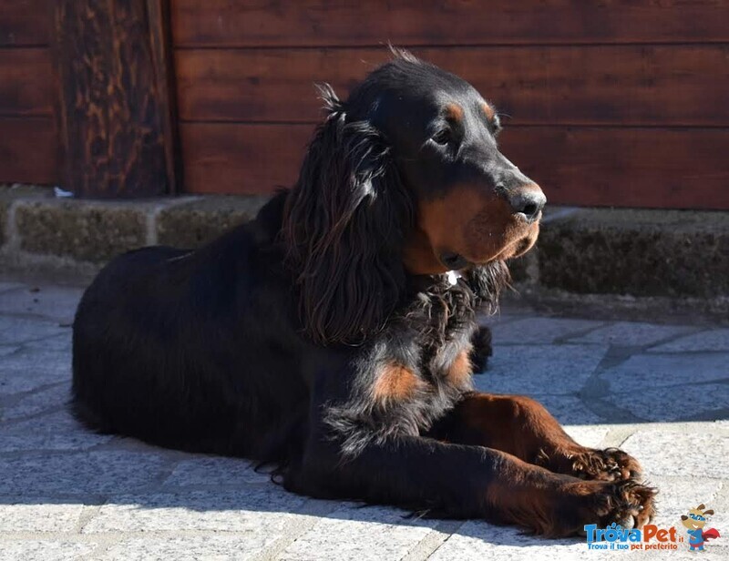 Cuccioli di Setter Gordon con Pedigree - Foto n. 10