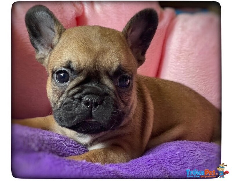 Bellissimi Cuccioli di Bouledogue Francese - Foto n. 1