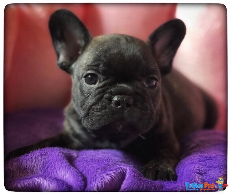 Bellissimi Cuccioli di Bouledogue Francese - Foto n. 2