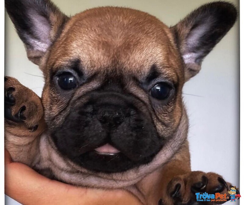 Bellissimi Cuccioli di Bouledogue Francese - Foto n. 3