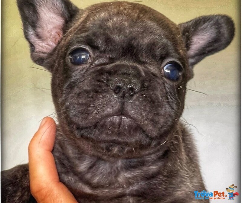 Bellissimi Cuccioli di Bouledogue Francese - Foto n. 4