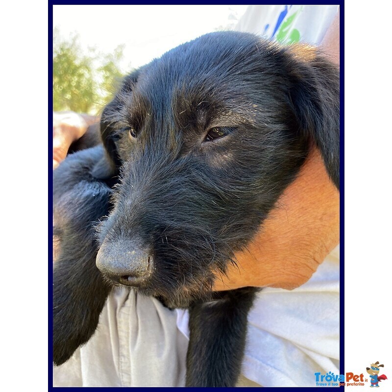 Padrino Algebrik Cucciolo 3 mesi e Mezzo Simil Spinoncino - Foto n. 3