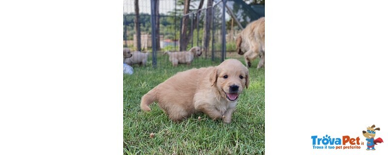 Cuccioli Golden Retriever - Foto n. 1