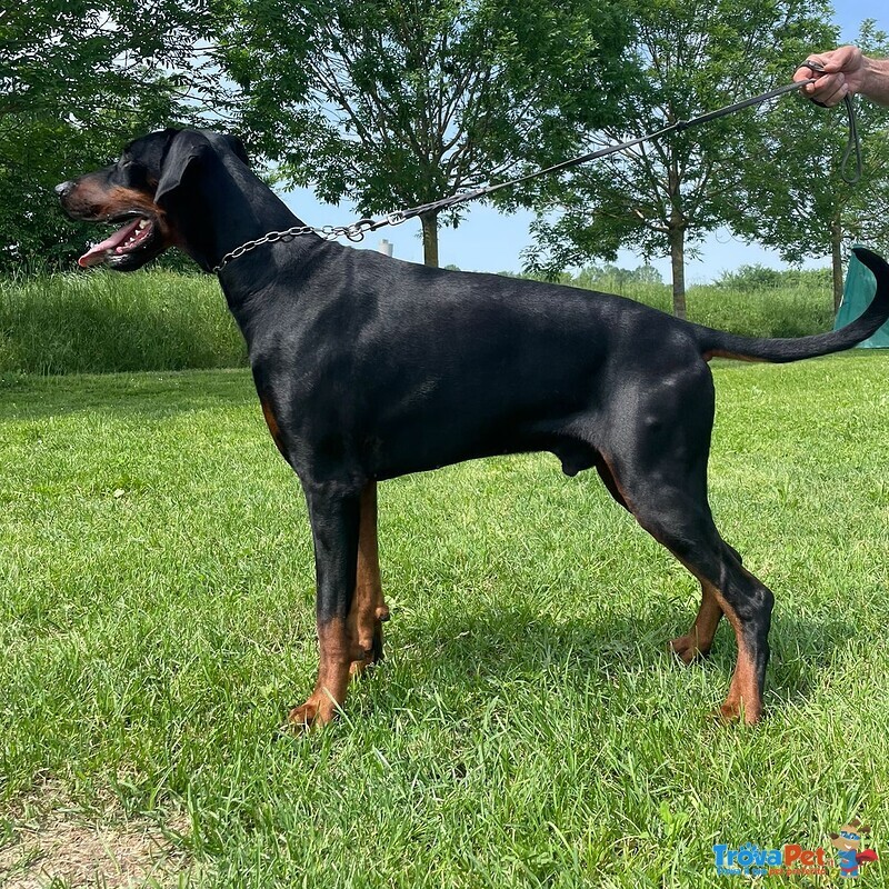 Dobermann Maschio Disponibile per Monta - Foto n. 1