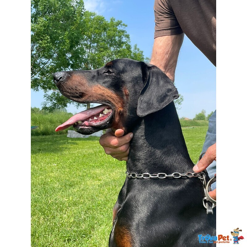 Dobermann Maschio Disponibile per Monta - Foto n. 2