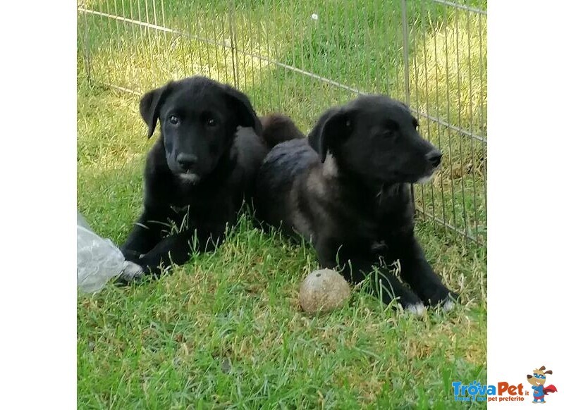 2cuccioli neri di 4mesi Invisibili al Mondo,nessuno li Sceglie Frosinone - Foto n. 1