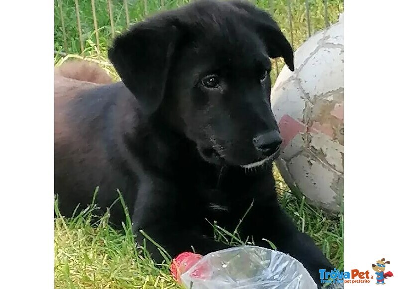 2cuccioli neri di 4mesi Invisibili al Mondo,nessuno li Sceglie Frosinone - Foto n. 2