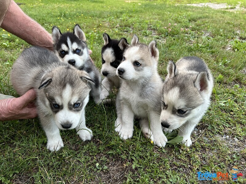 Cuccioli Husky Siberian - Foto n. 1