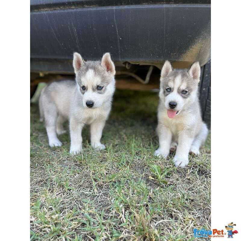 Cuccioli Husky Siberian - Foto n. 3