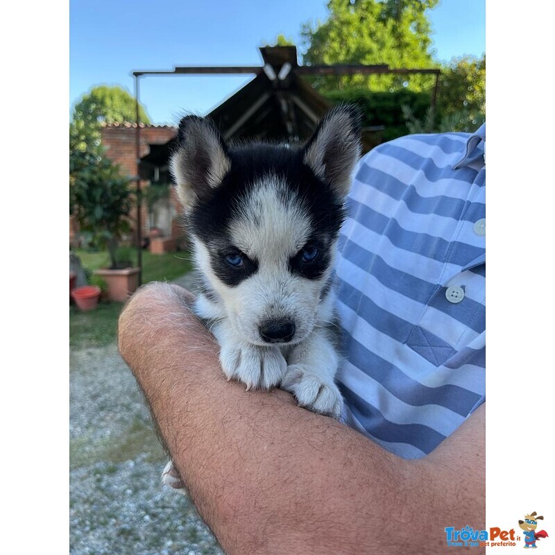 Cuccioli Husky Siberian - Foto n. 4